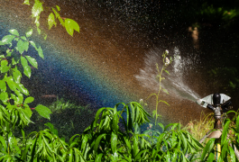 arcobaleno 41 lista